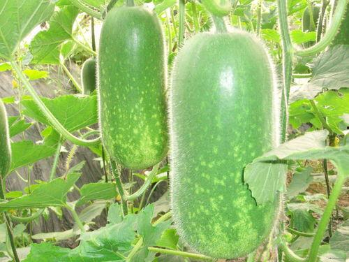 热门大瓜top10 黑瓜,黑瓜背后的惊人真相