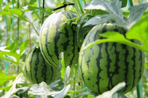 52吃瓜爆料免费吃瓜视频 51热心的朝阳区群众今日吃瓜,52吃瓜爆料免费视频51热力全开